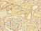 Dermatan Sulfate Epimerase antibody, LS-C380184, Lifespan Biosciences, Immunohistochemistry paraffin image 