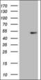 Neurexin-3-beta antibody, orb317684, Biorbyt, Western Blot image 