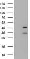 Ubiquitin carboxyl-terminal hydrolase 12 antibody, CF800028, Origene, Western Blot image 