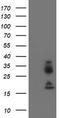 Joining Chain Of Multimeric IgA And IgM antibody, LS-C173678, Lifespan Biosciences, Western Blot image 