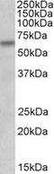 Bardet-Biedl Syndrome 4 antibody, MBS422580, MyBioSource, Western Blot image 