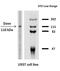 Death Domain Associated Protein antibody, AM03040PU-N, Origene, Western Blot image 