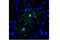 Myelin Basic Protein antibody, 78896S, Cell Signaling Technology, Immunofluorescence image 