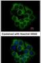 Killer cell immunoglobulin-like receptor 2DS2 antibody, PA5-31465, Invitrogen Antibodies, Immunofluorescence image 
