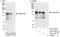 Angiomotin antibody, A303-305A, Bethyl Labs, Immunoprecipitation image 