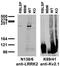 Leucine Rich Repeat Kinase 2 antibody, 75-188, Antibodies Incorporated, Western Blot image 