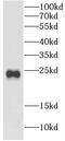 Crystallin Beta B2 antibody, FNab02003, FineTest, Western Blot image 