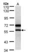 Nuclear Receptor Subfamily 0 Group B Member 1 antibody, NBP1-32832, Novus Biologicals, Western Blot image 