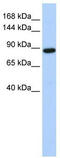 HECT Domain And Ankyrin Repeat Containing E3 Ubiquitin Protein Ligase 1 antibody, TA330454, Origene, Western Blot image 