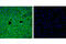 Fatty Acid Binding Protein 1 antibody, 13368P, Cell Signaling Technology, Immunofluorescence image 
