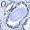 Yap antibody, MAB8094, R&D Systems, Immunohistochemistry paraffin image 