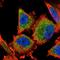 D-Glutamate Cyclase antibody, HPA052932, Atlas Antibodies, Immunofluorescence image 