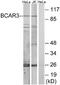 BCAR3 Adaptor Protein, NSP Family Member antibody, EKC1652, Boster Biological Technology, Western Blot image 