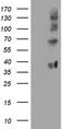 Folate Receptor Gamma antibody, CF811551, Origene, Western Blot image 