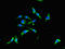 CRAF1 antibody, LS-C679883, Lifespan Biosciences, Immunofluorescence image 