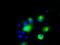 Premelanosome Protein antibody, LS-C784247, Lifespan Biosciences, Immunofluorescence image 