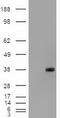 CD326 / EpCAM antibody, TA500055, Origene, Western Blot image 