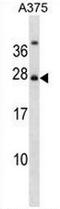 RPA Interacting Protein antibody, AP53703PU-N, Origene, Western Blot image 