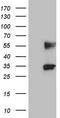 Protein C Receptor antibody, CF805578, Origene, Western Blot image 