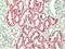 ANTXR Cell Adhesion Molecule 2 antibody, orb89968, Biorbyt, Immunohistochemistry paraffin image 