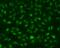 Ring Finger Protein 168 antibody, A01224-1, Boster Biological Technology, Immunofluorescence image 