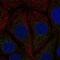 ES1 protein homolog, mitochondrial antibody, NBP2-47532, Novus Biologicals, Immunofluorescence image 