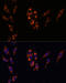 Phosphodiesterase 3A antibody, 18-159, ProSci, Immunofluorescence image 