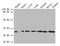 Fibroblast Growth Factor 2 antibody, A52313-100, Epigentek, Western Blot image 