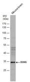 Docking Protein 6 antibody, PA5-32104, Invitrogen Antibodies, Western Blot image 