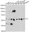 Haptoglobin antibody, A1571, ABclonal Technology, Western Blot image 