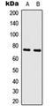 c-Myb antibody, orb256699, Biorbyt, Western Blot image 