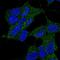 Lic3 antibody, HPA062905, Atlas Antibodies, Immunofluorescence image 