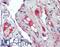 Complement C2 antibody, LS-B15582, Lifespan Biosciences, Immunohistochemistry paraffin image 