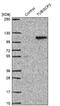 Tubulin Gamma Complex Associated Protein 3 antibody, NBP1-92547, Novus Biologicals, Western Blot image 