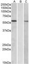 Mannosyl (Alpha-1,3-)-Glycoprotein Beta-1,2-N-Acetylglucosaminyltransferase antibody, MBS422530, MyBioSource, Western Blot image 
