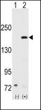 Nuclear Receptor Coactivator 1 antibody, PA5-14515, Invitrogen Antibodies, Western Blot image 
