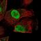 Protein HEXIM2 antibody, NBP1-93877, Novus Biologicals, Immunocytochemistry image 
