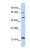 Zinc Finger Protein 597 antibody, NBP1-80158, Novus Biologicals, Western Blot image 
