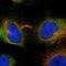 Cortactin Binding Protein 2 antibody, HPA044654, Atlas Antibodies, Immunofluorescence image 