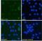 CD276 Molecule antibody, NBP2-75194, Novus Biologicals, Immunofluorescence image 