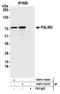 Palmdelphin antibody, NBP2-76370, Novus Biologicals, Immunoprecipitation image 