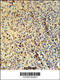 Spermatogenesis Associated 13 antibody, 61-956, ProSci, Immunohistochemistry frozen image 