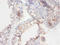 Canis Cholinesterase antibody, orb240494, Biorbyt, Immunohistochemistry paraffin image 