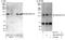 Rho GTPase Activating Protein 11A antibody, A303-097A, Bethyl Labs, Immunoprecipitation image 