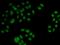2'-5'-Oligoadenylate Synthetase 1 antibody, orb167185, Biorbyt, Immunofluorescence image 