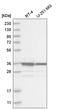 MAD2L1 Binding Protein antibody, HPA028729, Atlas Antibodies, Western Blot image 