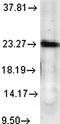 Prostaglandin E Synthase 3 antibody, orb67348, Biorbyt, Western Blot image 