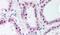 Wnt Family Member 4 antibody, PA5-34323, Invitrogen Antibodies, Immunohistochemistry frozen image 