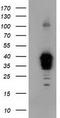 Non-Homologous End Joining Factor 1 antibody, CF502004, Origene, Western Blot image 
