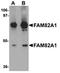 Regulator Of Microtubule Dynamics 2 antibody, orb75402, Biorbyt, Western Blot image 
